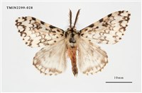 藏品(絡毒蛾)的圖片